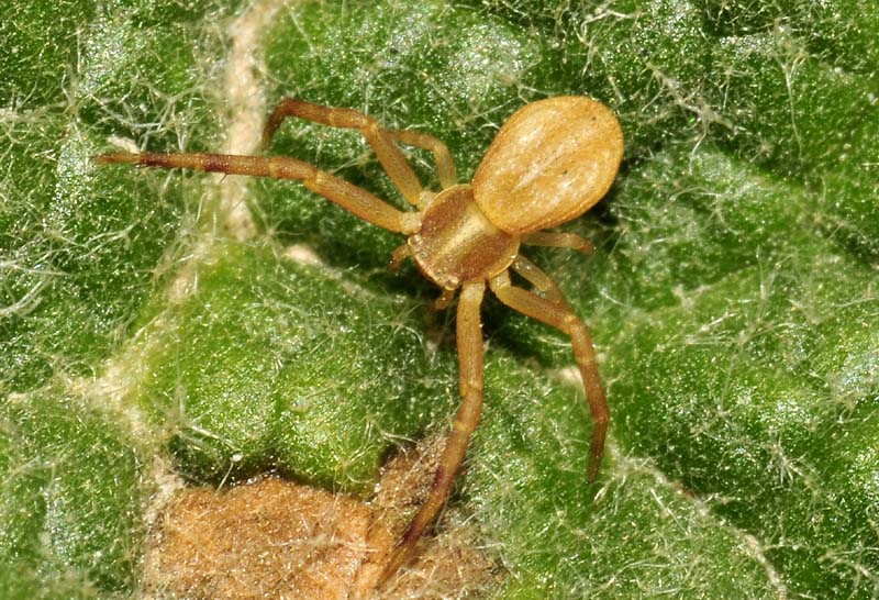 Thomisidae: Runcinia grammica   - Sassuolo (MO)